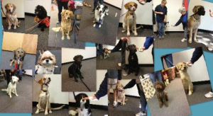 dog_collage